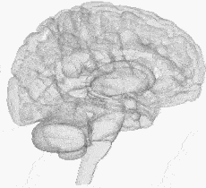 3D hersenen